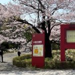 東京の桜が咲き始めました🌸