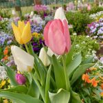 2026立春です🌸